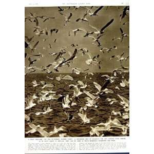  1949 BLACK BACKED SEAGULLS BIRDS CORNISH COAST ENGLAND 