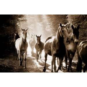  WILD HORSES RUNNING NATURE 24 X 36 POSTER PP30975