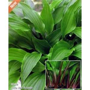   Red Rooster Hosta   Hybrid   Potted   NEW Patio, Lawn & Garden