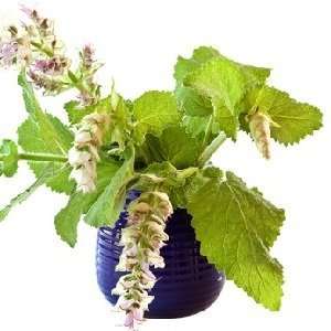  Lemongrass Sage Type home fragrance oil 15ml: Health 
