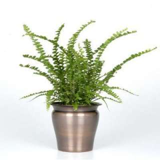 Exotic Angel Plants 4 1/2 In. Fern Lemon Button in Hand Crafted Copper 