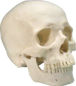   Resin Replica 11 Life Size Human Anatomy Skull Class Room  