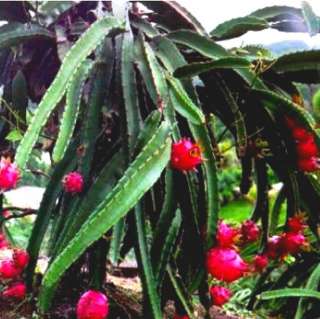 Le Pitaya (ou Pitahaya ou Hylocereus )est une plante tropicale 