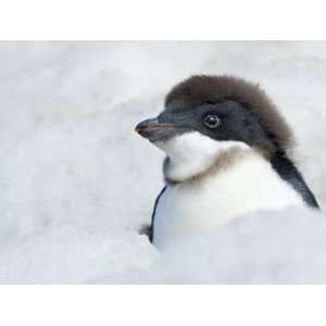 Adelie Penguin Chick Beginning to Moult, Antarctica Animal Premium 