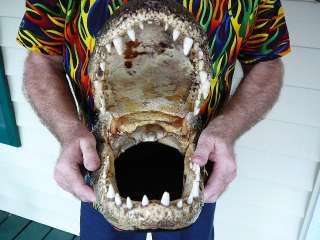 G202 41) 17 1/4 long Gator ALLIGATOR Aligator HEAD w/ teeth 