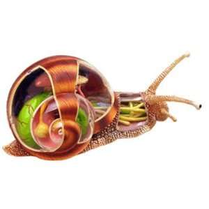 Tedco 4D Vision Snail Anatomy Model Toys & Games