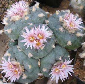 1000 LOPHOPHORA koehresii cacti   cactus seeds  