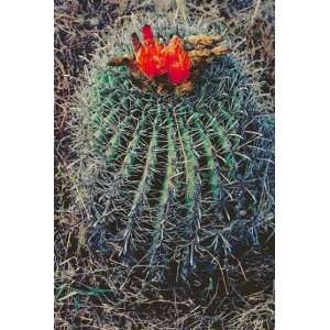  25 Candy Barrel Cacti Seeds Patio, Lawn & Garden