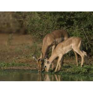  Impala Drinking, Kruger National Park, South Africa 