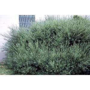  Dwarf Arctic Willow   Salix   Bonsai or Outdoor Shrub 