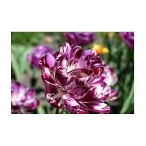  Grape Snake Parrot Tulip Seed Pack Patio, Lawn & Garden