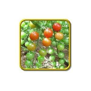  1 Oz   Heirloom Tomato Seeds   Sweetie Bulk Vegetable 