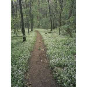  Footpath Through Blue Eyed Mary Flowers, Raven Run Nature Sanctuary 