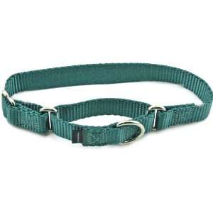  Premier Collar, Extra Large 1 Inch, Teal