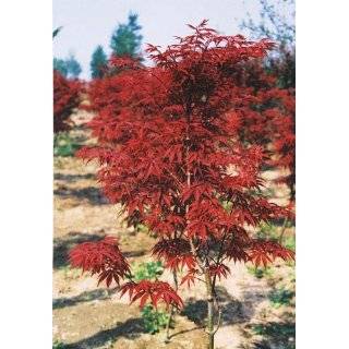   Japanese Red Maple tree, Acer palmatum: Explore similar items