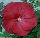 PLUM CRAZY Hardy Hibiscus    Plant in 4.5 pot items in David Thompson 