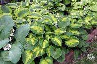 Hosta Plant Mix  100 Seed Pack  
