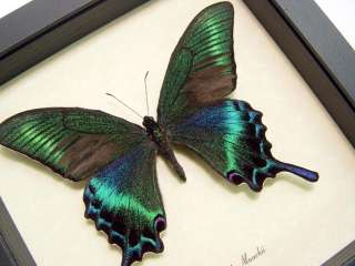 HUGE Papilio Maackii GREEN REAL FRAMED BUTTERFLY 119  