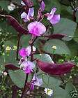 Hyacinth Bean Seeds Purple Pods Pink Flowers Vines NICE