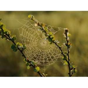  A Dewy Spider Web on a Dwarf Birch Tree Photographic 